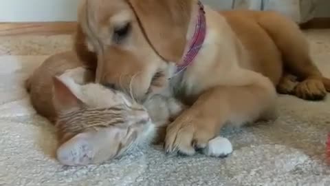 Kitten & puppy cuddle each other in cutest possible way