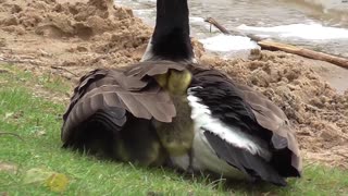 Goose Protects Her Chicks from Wind and Cold