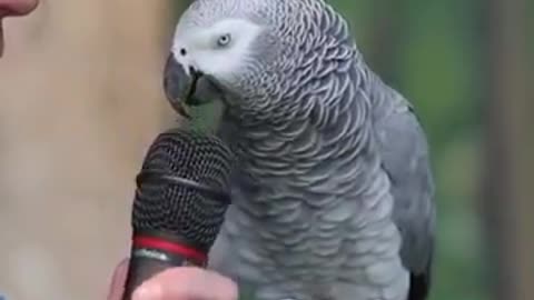 Parrots Talking Amazing Video Funny