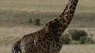 giraffe give a birth of baby in Maasai mara #shorts #giraffebirth