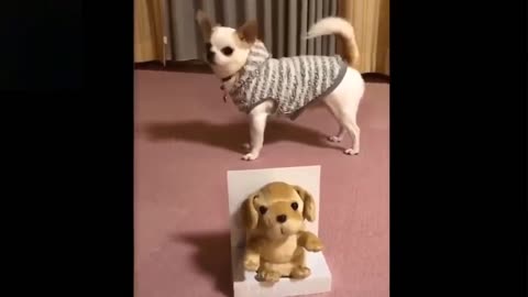 Smart and funny animals playing game