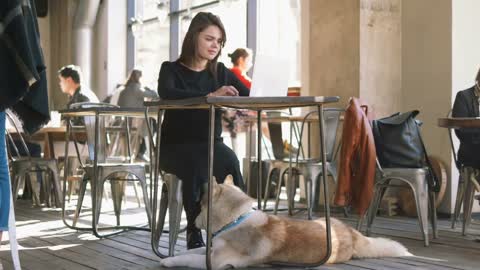 Young woman is working with laptop with siberian husky dog in cafe or coworking