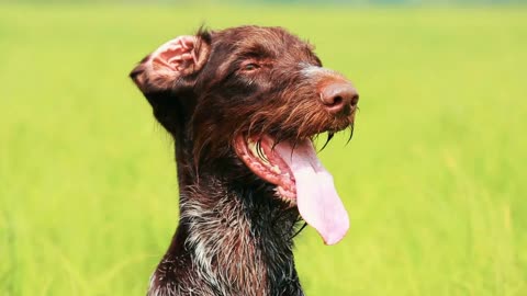 Dog drathaar. Close-up. Hunting dog