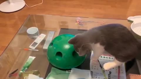 A excited cat is catching fish in spherical autorotated ball