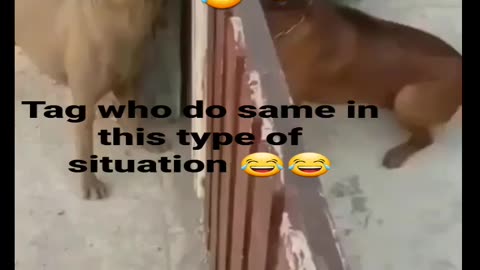 Dogs funny fight videos