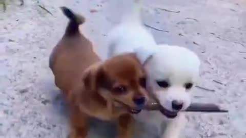 baby cute dogs and funny video 1