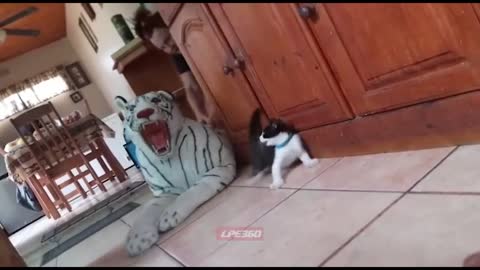 Kitten Gets Scared by Fake White tiger !!!