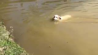 Determined bulldog jumps in water to fetch ball