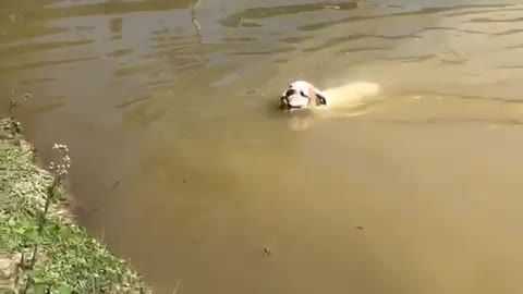 Determined bulldog jumps in water to fetch ball