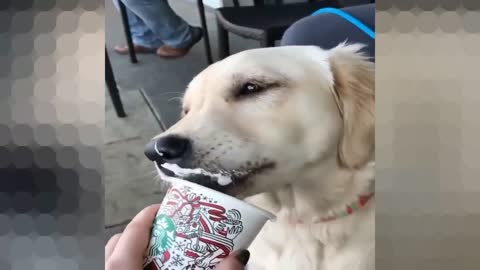The dog just loves ice cream