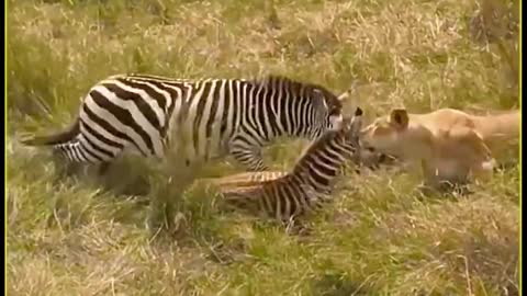 Zebra in trouble 😟😟😟😟😟😟😟