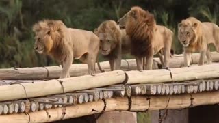 HOW many male Lions do you see