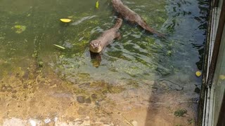 Otter Hungry