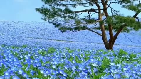 Hitachi National Seaside Park