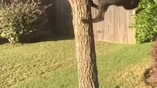 Black dog jumping on tree