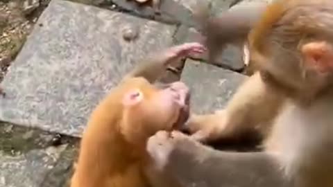 Mother monkey slap baby monkey 🐒🤣