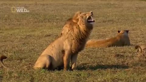 FUNNY LION LAUGHING VIDEO || LAUGHING LION || funny lion video || SHER KI HASNE WAALI VIDEO
