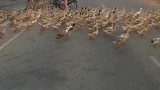 The Traffic is Put To A Standstill While A Vast Flock Of Ducks Is Crossing The Road