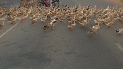 The Traffic is Put To A Standstill While A Vast Flock Of Ducks Is Crossing The Road