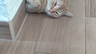 Ginger - My Lazy Cat