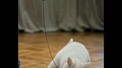 The most funny cat playing with a rope