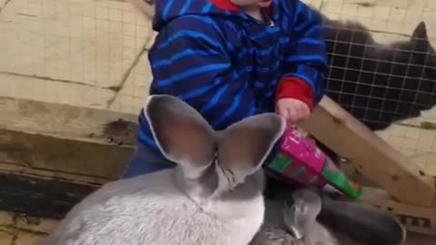 Cute Baby Share Food with Giant Bunnies and Cat Watch Them | Latest pet videos