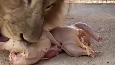 #animal#funnyvideo#viraltreding#video