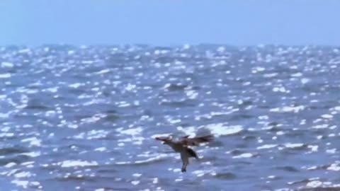 Shark catches a flying eagle