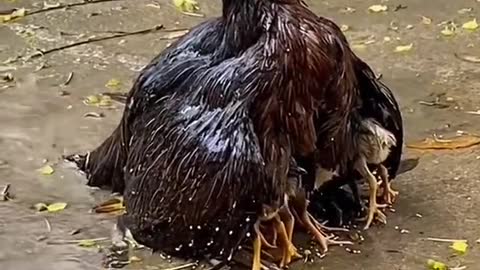 Mother her saving her babies from rain