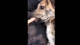 Cute, Lovely and Funny Pets/Funny Animals Videos/Comedy Video