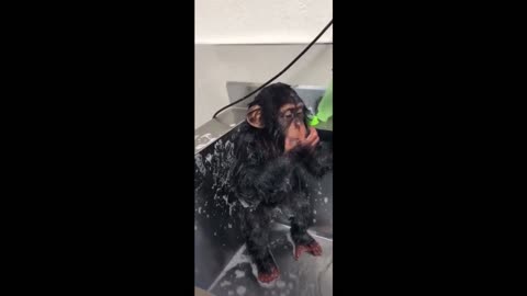 Monkey Taking A SHOWER || Funny Monkey ||