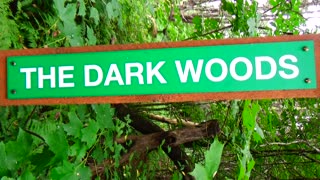 The Dark Woods