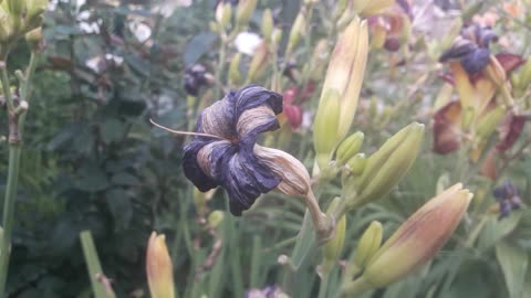 Dried daylily