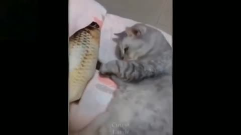 adorable cat sleeping with fish||Funny videos