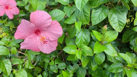 Hibiscus swaying from the wind | Florida, 2.13.24