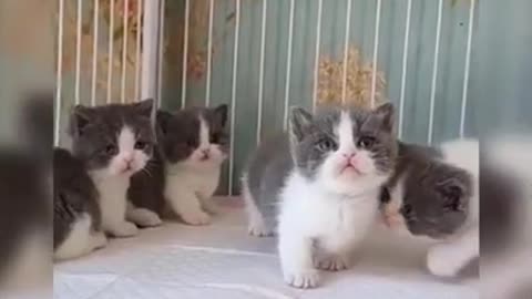 cute baby cats playnig together , Funniest Cats, Best Funny Cat Videos Of This Week #short 17