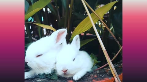 Three rabbits are enjoying food