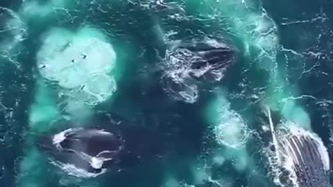 Very Rare Video Of Whale Fish Making Sound_Sound On
