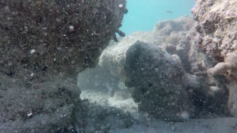 Underwater Shot Of Tropical Fish Swimming Near Dead Reef