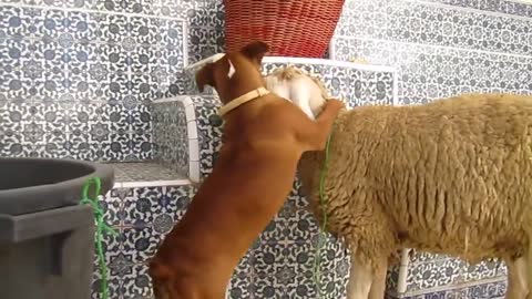 Emocionada cachorra de Boxer no puede parar de besar a una oveja