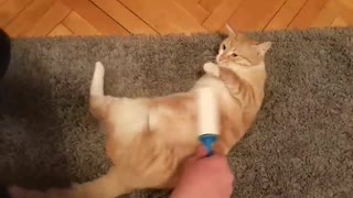 Kitty Melts While Owner Pampers Her With Lint Roller