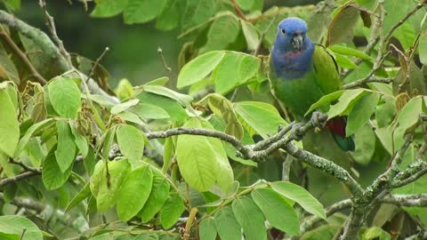 nature-bird-parrots-plumage-yard