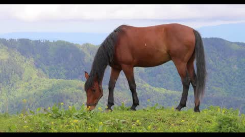 Horses grazing on a green meadow in a mountain landscape