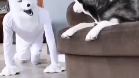 Human Owner Masked Freaks Out Doggy