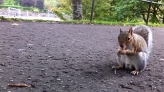 Friendly squirrel snacks on acorn for camera