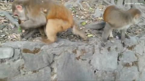 monkey love peanuts feeding one box peanuts to hungry monkey feeding monkey