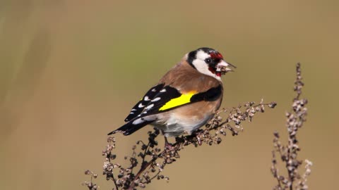 The Goldfinch: Close Up HD Footage (Carduelis carduelis)