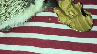 Hedgehog loves peanut butter