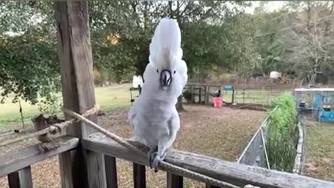 Cockatoo marches to her own beat