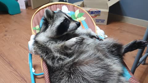 Pet raccoon plays while lounging in baby cradle